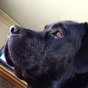 Meet your Posher, Todd